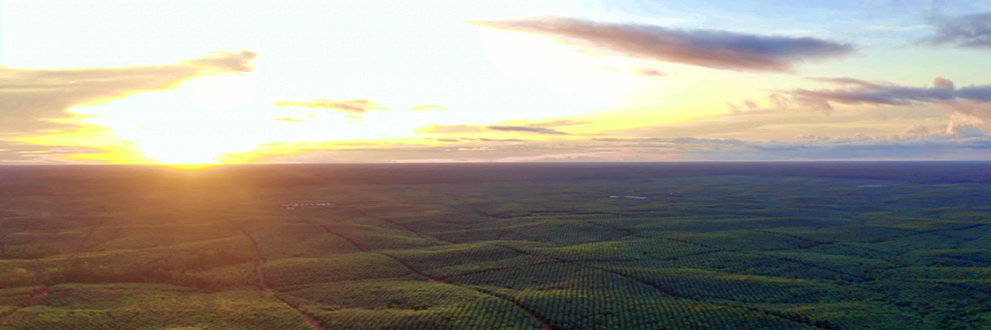 Perkebunan sawit berkelanjutan
